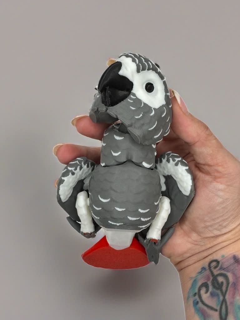 African Grey Parrot